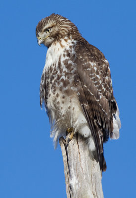 red-tailed hawk 