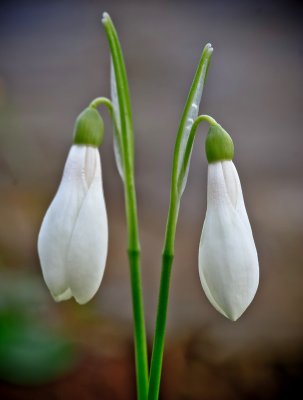 Symmetry In Nature