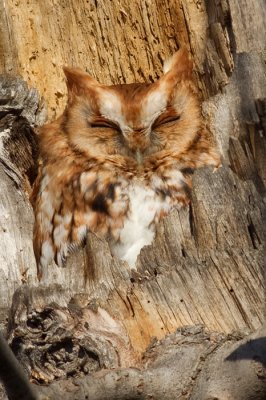 eastern screech owl
