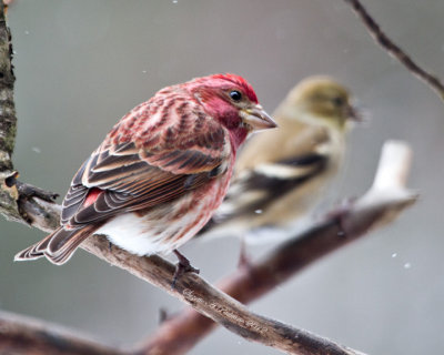 Snow and the Purple finch/ Golden finch