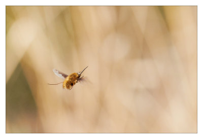Bee Fly flying...