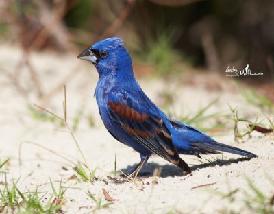 Blue Grosbeak