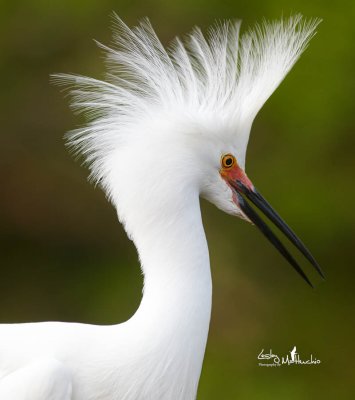 Snowy Egret