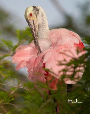 Roseate Spoonbill