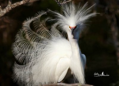 Punked Out Party Dress  Snowy Egret