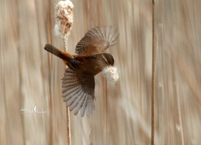 Marsh Wren With Nesting Material