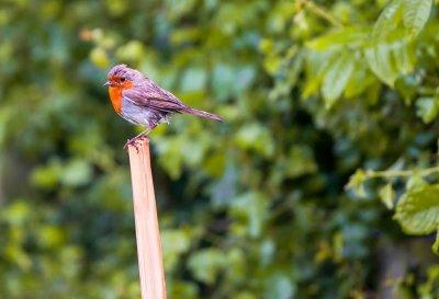 Wet Robin