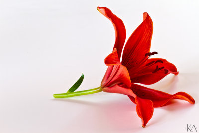 Red Lily