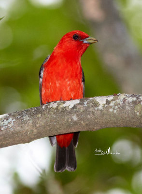 Scarlet Tanager