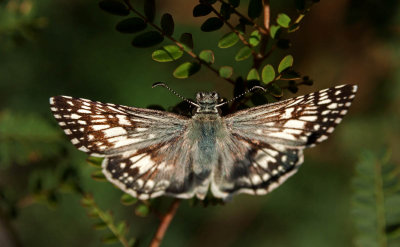 Checkered Skipper