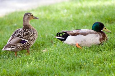 Mallard Ducks?