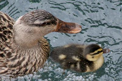 Mama & Baby Duck