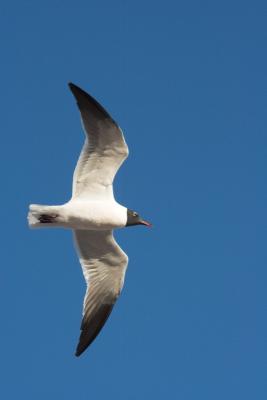 Seagull