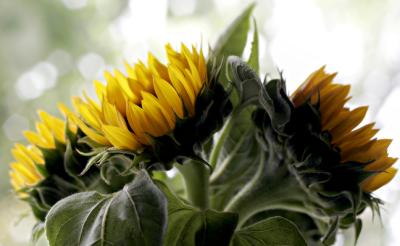 sunflowers