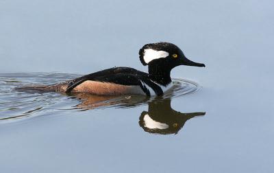 Hooded Merganser on still blue water