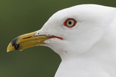 ring-billed gull