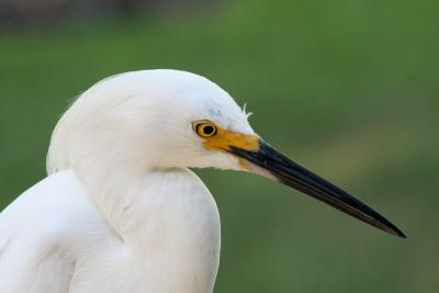 Snowy Egret