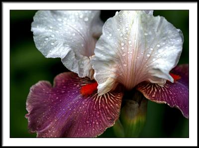 may 25 wet iris by Kathie