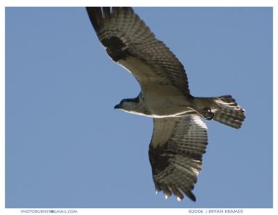 Yet another Osprey