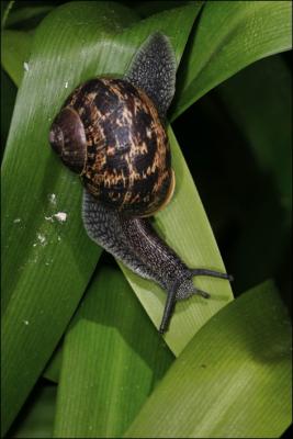 Snail on the prowl