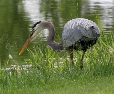 g4/95/398095/3/61205531.heron33.jpg