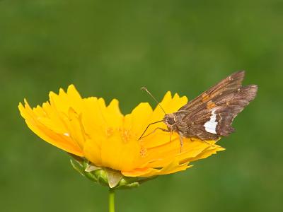 Skiddish Skipper Finally Posed