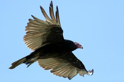 Turkey Vulture