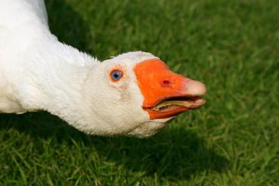 Feed Me !!!!!