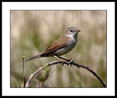 Whitethroat