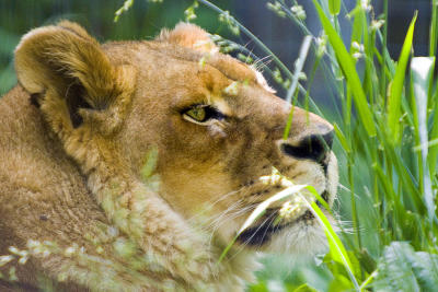 Lioness