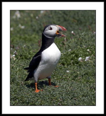 Puffin