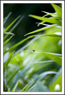 Finding Nature
