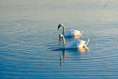 Evening Swans