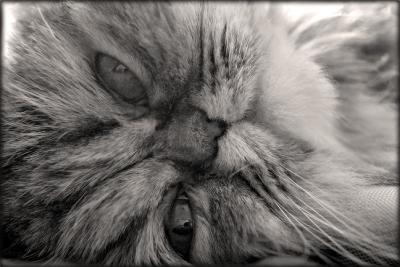 Lola