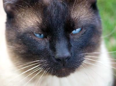 Sid the Siamese