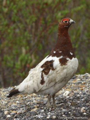 Male PtarmiganBy Ron Plumley
