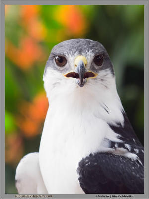 Short Tailed Hawk