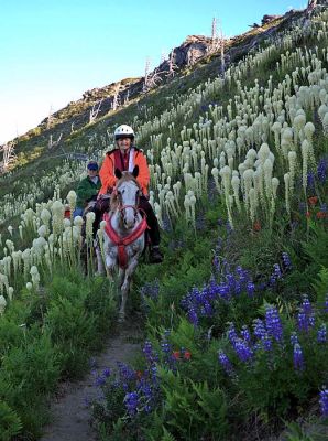 Bear Grass on Goat Mtn.