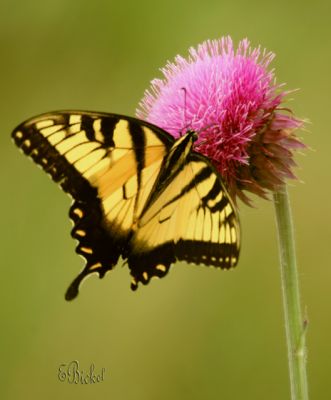 Butterfly on a Thistle