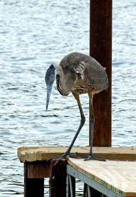 Great Blue Heron