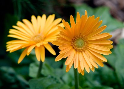 gerber-daisy.jpg