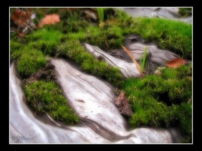 Home to the tiny forest creatures