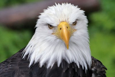 Eagle's Look
