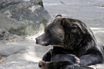 day-dreaming bear