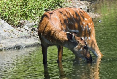 Deer Drinking in Lake Tobias
