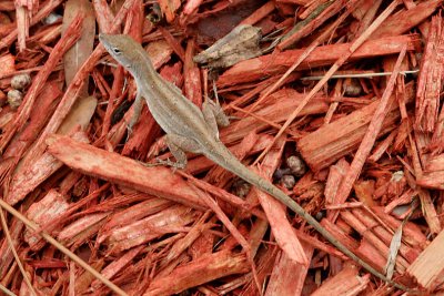 Chameleon on Red Mulch