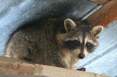The look from a  Racoon