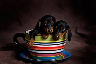 Cup O' Pups