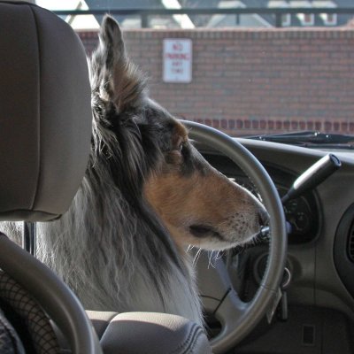 Wolf at the Wheel