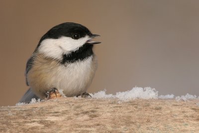 Black-capped Chickadee